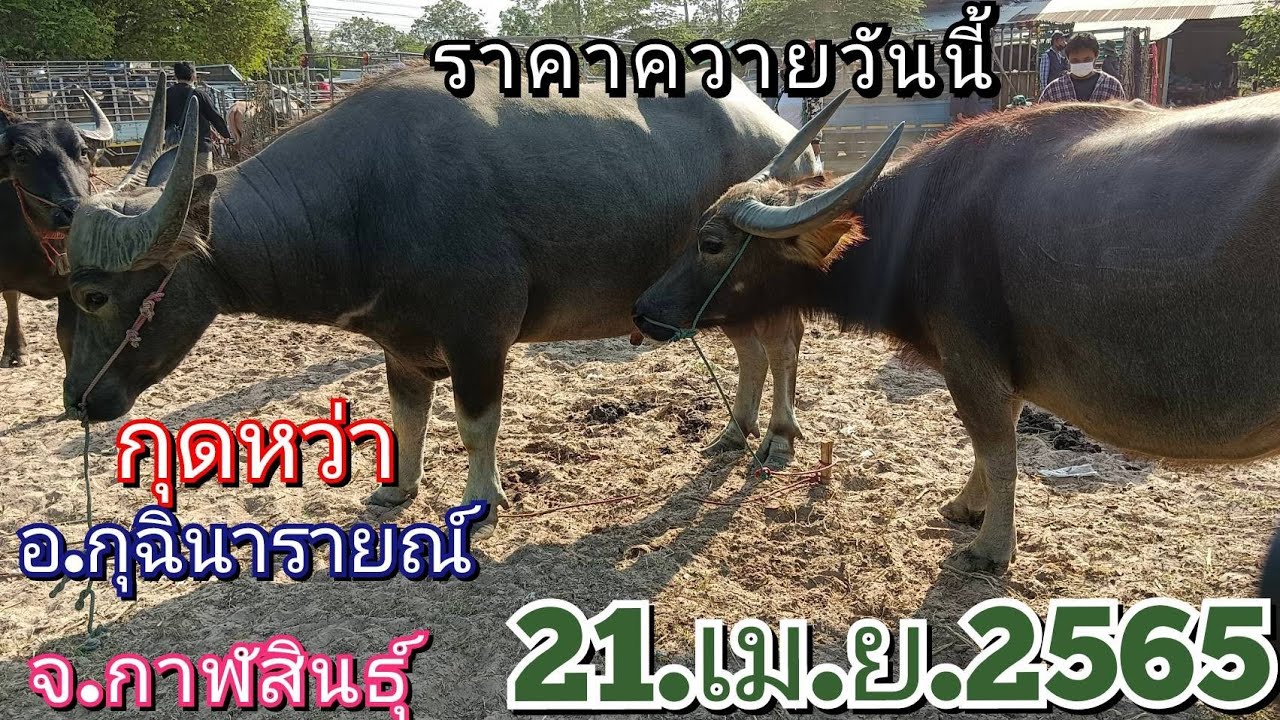 ราคาควายวันนี้ตลาดนัดบ้านกุดหว้า อ.กุฉินาราย กาฬสินธุ์ 21/เม.ย./65 มาชมกันครับ