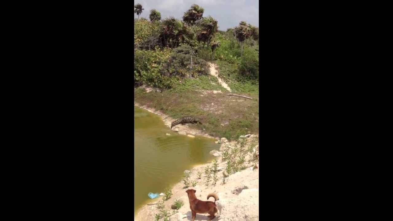 Roberto vs Alligator - Cozmuel