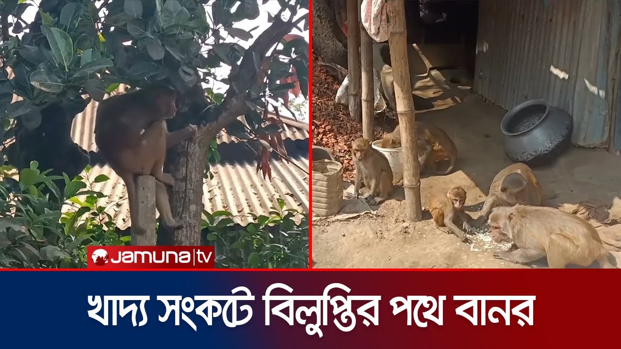 গাজীপুরে বনের আয়তন কমায় বিলুপ্তের পথে কয়েক হাজার বানর | Gazipur | Monkey Extinction | Jamuna TV