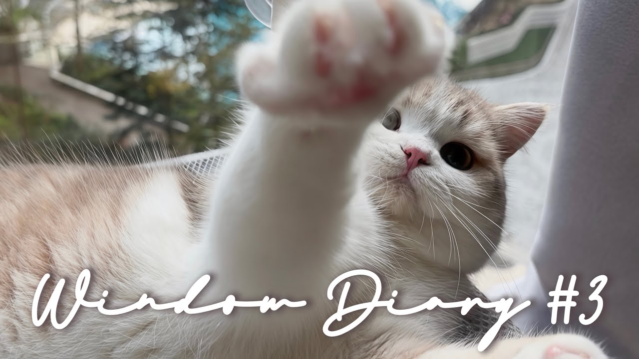 Window Diary ￼#3 | Cloudy Skies& Birds☁️