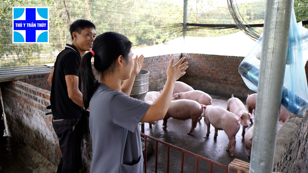 Phác đồ chữa lợn ho hiệu quả lại ít tốn kém