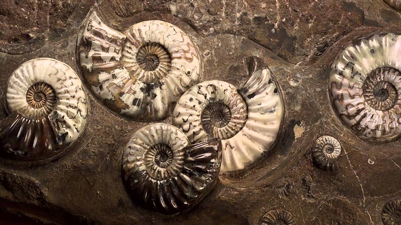 Natural History Museum Vienna