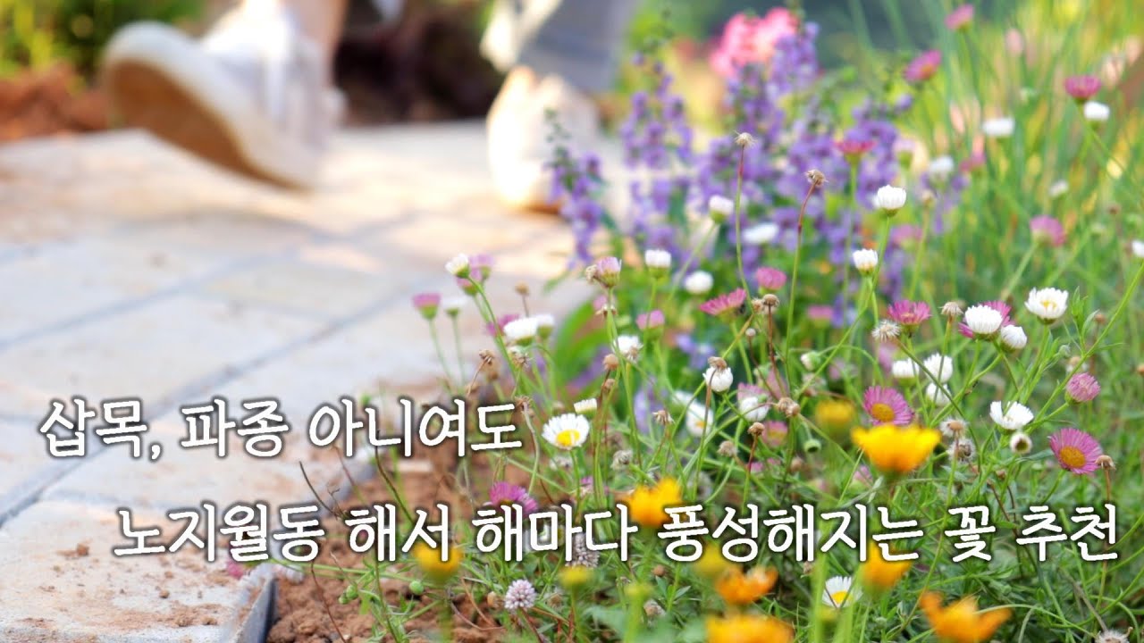 정원,6월의 정원과 노지월동 되면서 스스로 몸집이 커지는 꽃들을 추천합니다.