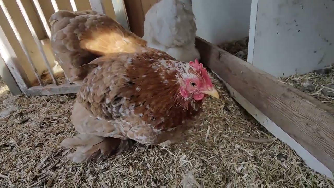 Op zoek naar een nieuwe broedplek en het eerste lente kuiken.