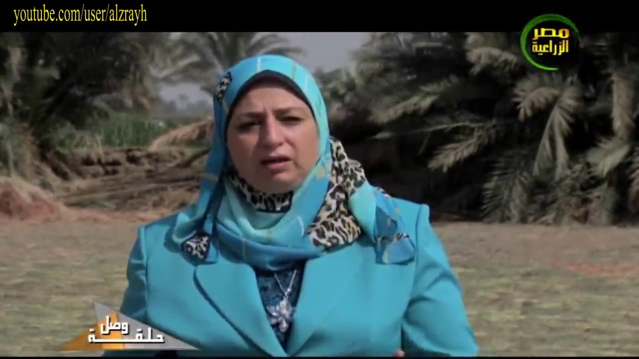 زراعة حشيشة الليمون والمعاملات اللازمة اثناء الحصاد للوقاية من الاعفان والدودة