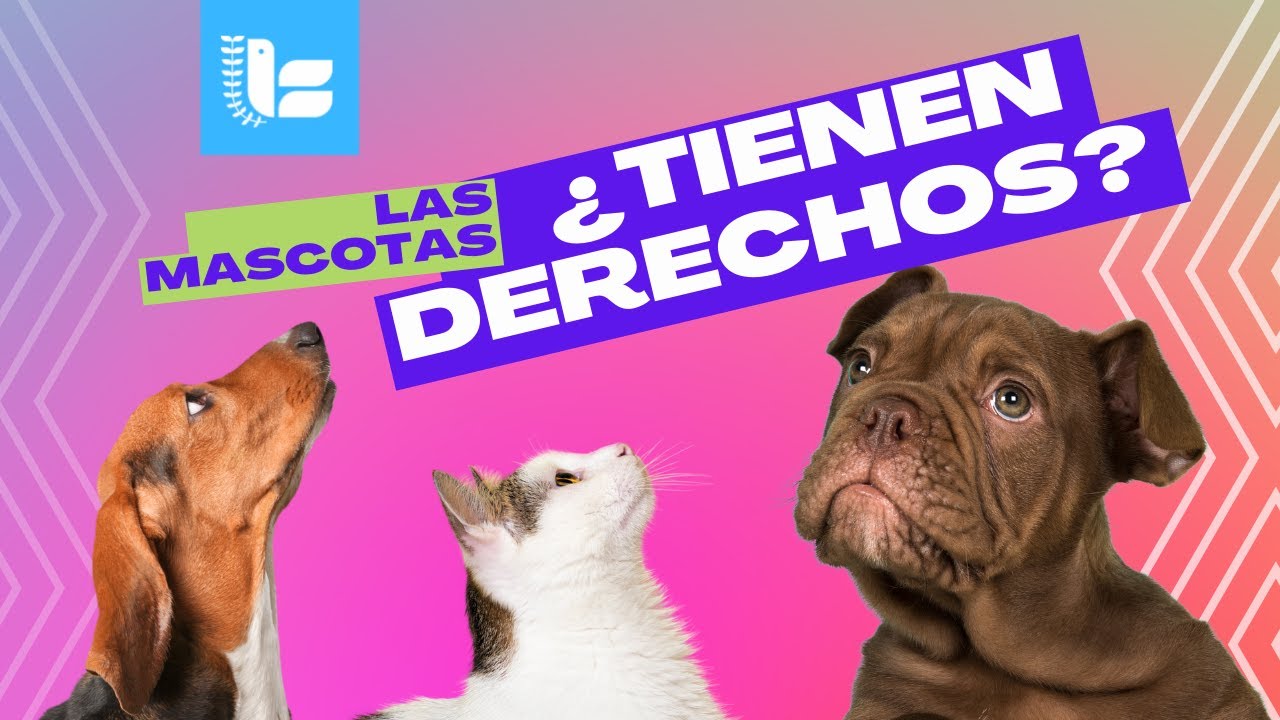 Tenencia responsable de las mascotas- Derechos de los animales