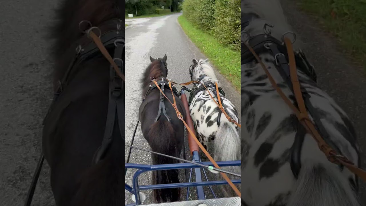 Kutsche fahren💕