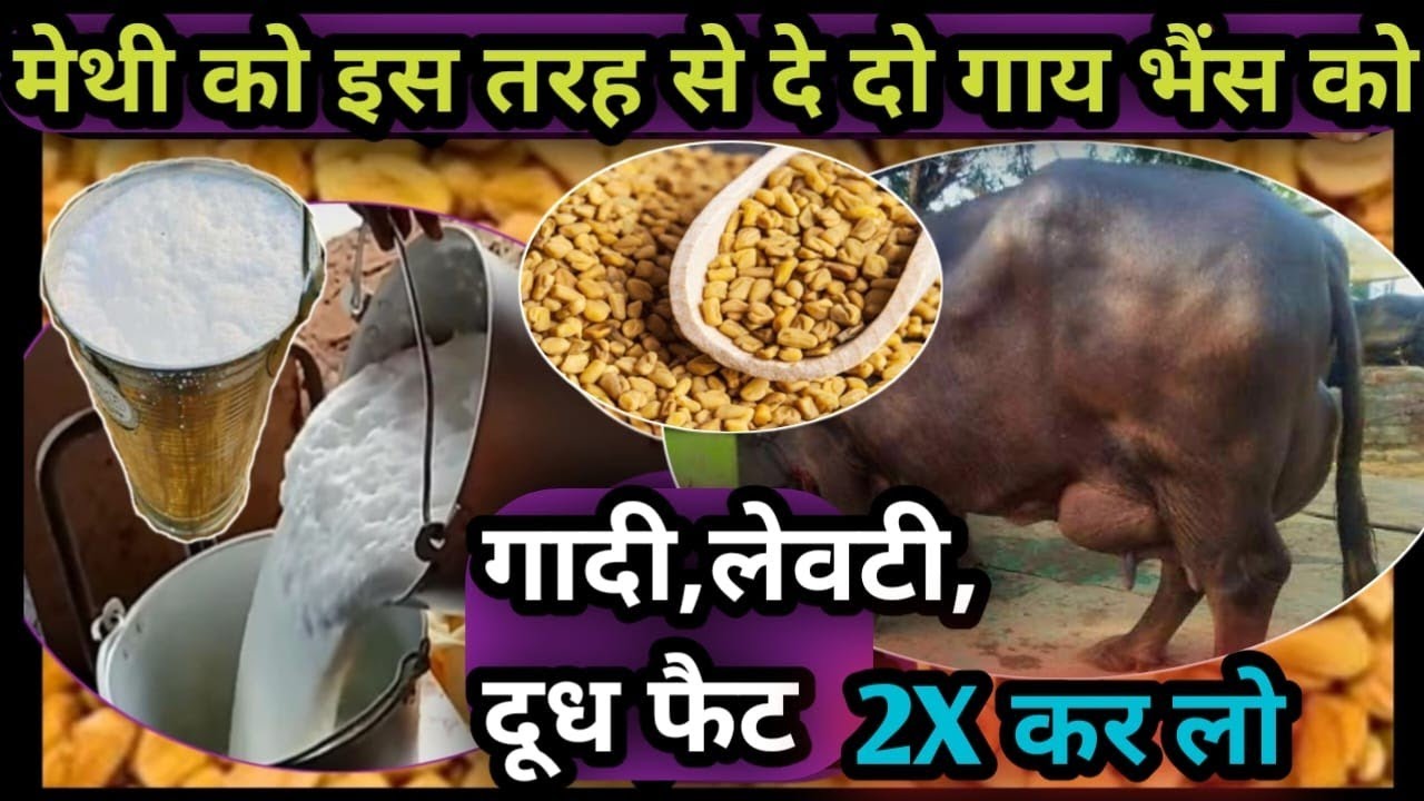 मेथी को इस तरीके से खिला दो👌गाय भैंस को👉Udder/लेवटी, दूध,फैट 2X कर लो👍 Amazing Benifits Methi