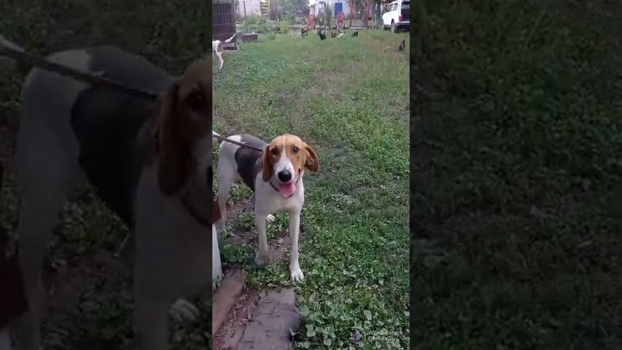 Вольеры для гончих собак
