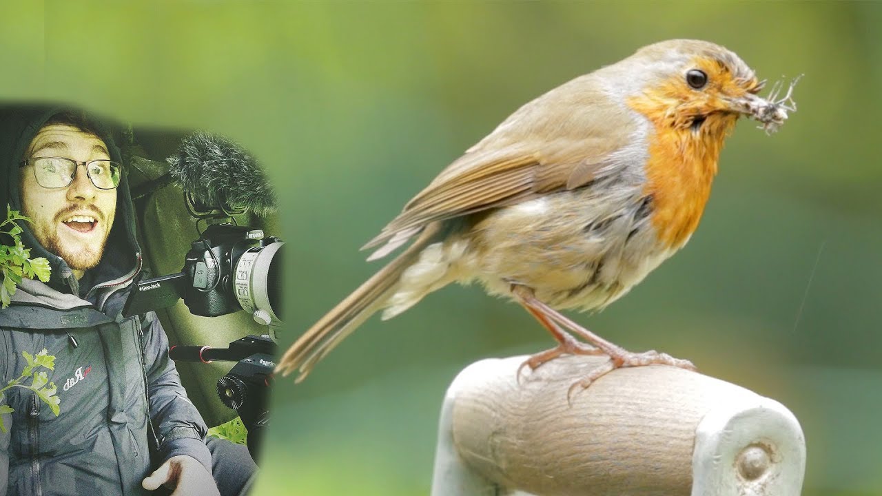 Filming Robins Nesting in Our Garden (My 1st wildlife film)