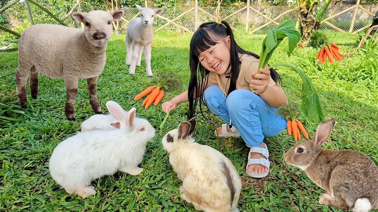 Kasih Makan Kelinci Lucu Domba, Naik Kuda dan Main Playground Binatang Kuda Kudaan