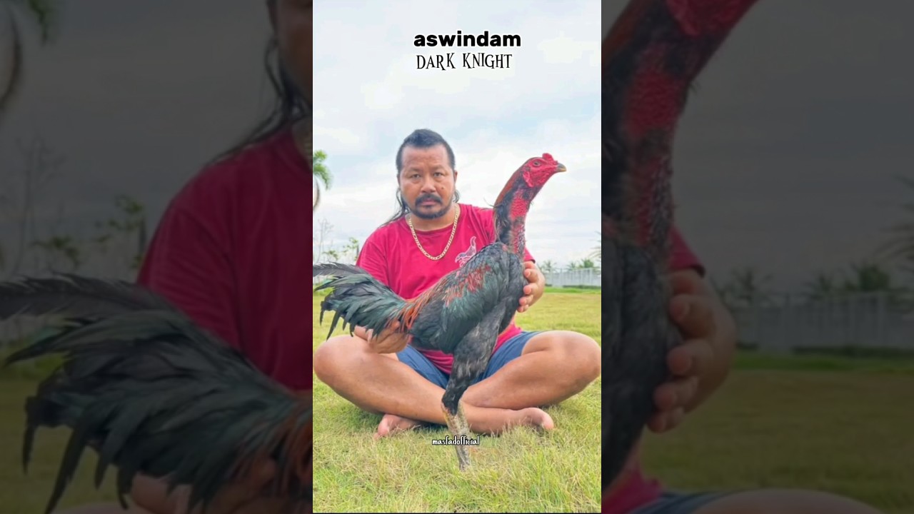 legenda aswindam#aswindam #manop #pakhoy #ayamthailand #shortsfeed #viralvideo