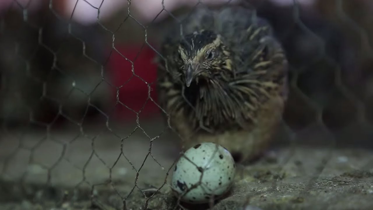 Quail Farming - Urban Style