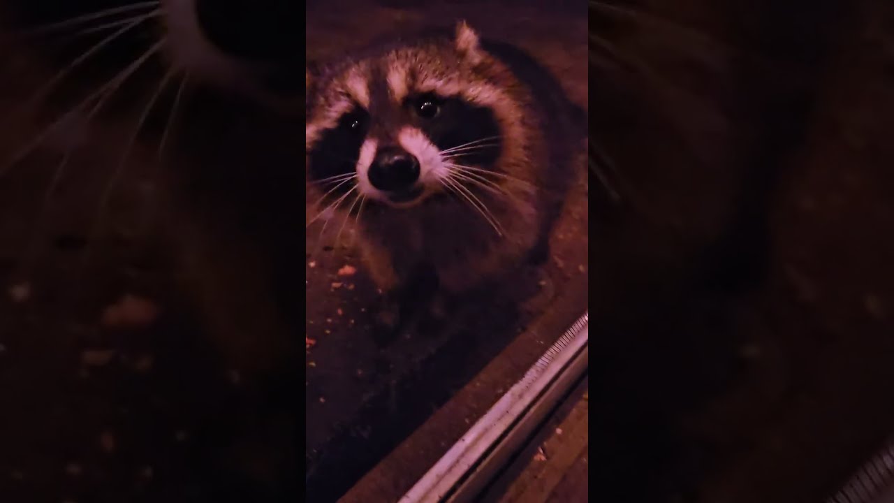 КОТЯТА ВСТРЕЧАЮТСЯ С ОУНС