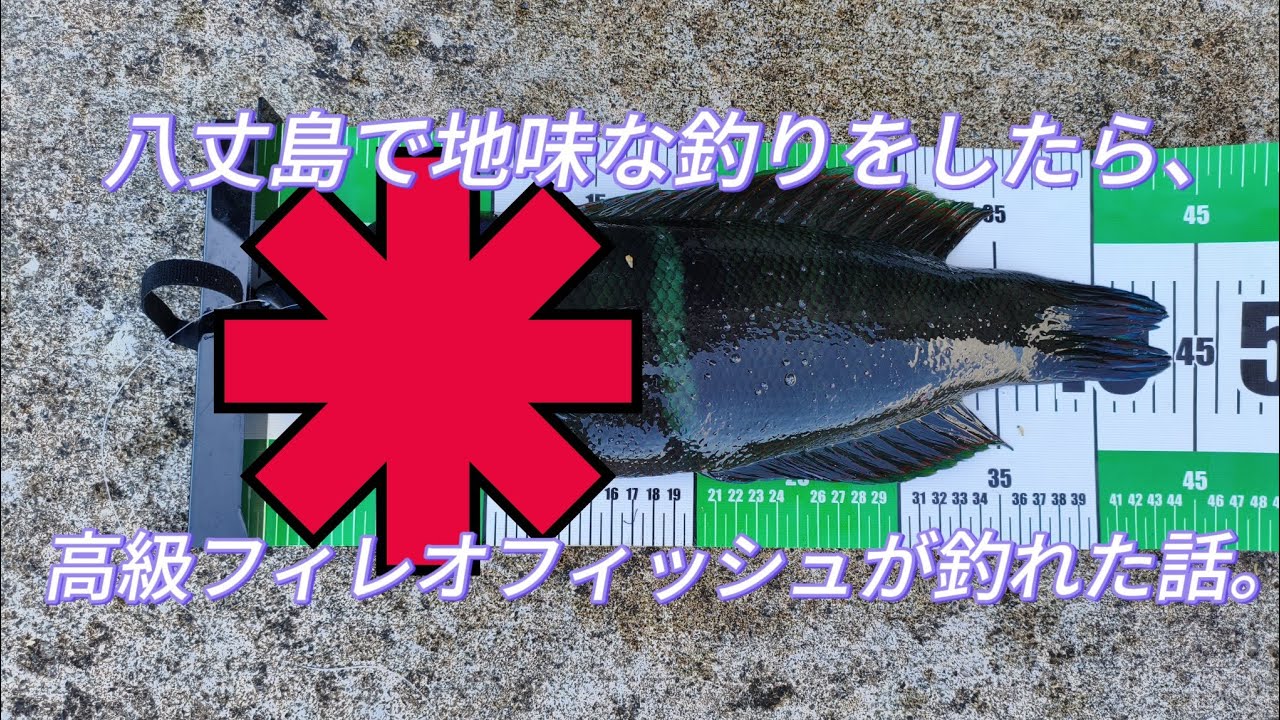 八丈島で地味な釣りをしたら、食べて美味しい魚たちが乱舞したお話。