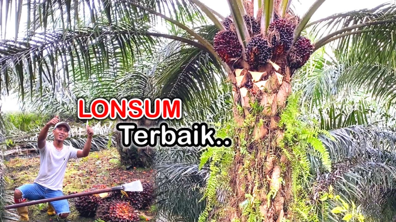 PANEN SAWIT LONSUM TERBAIK, BISA DI KATAKAN GAK TREK