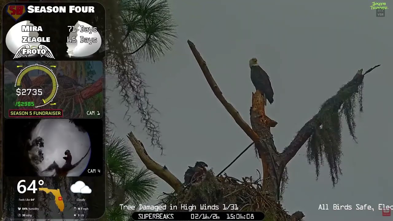 🦅Yesterday at SuperBeaks | Feb 16, 2026 - Branching higher up on the limb!👀eaglets are growing up!