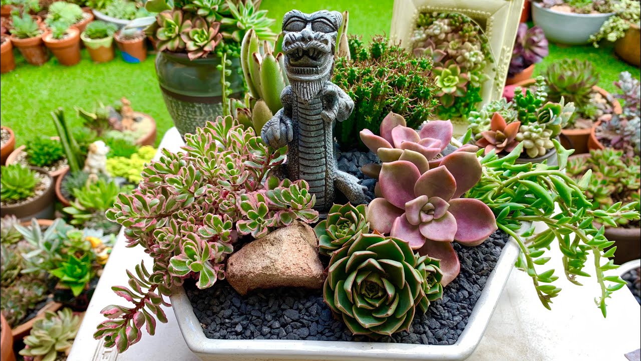 Asian Dragon Succulent Arrangement