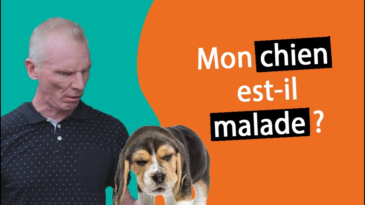 Pourquoi mon chien tousse et se racle la gorge ? | Dr. COZ