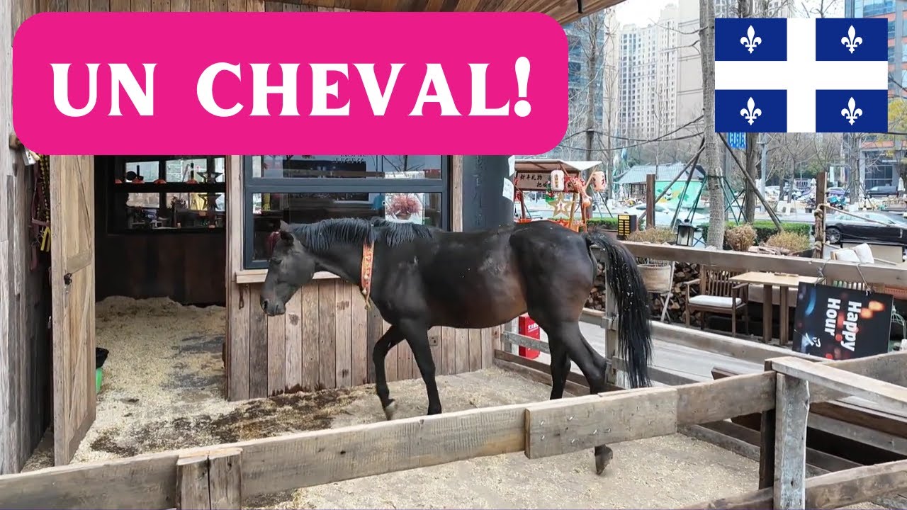 UN CHEVAL DANS LA VILLE! - Intermediate Quebec French with Subtitles | Frenchpresso