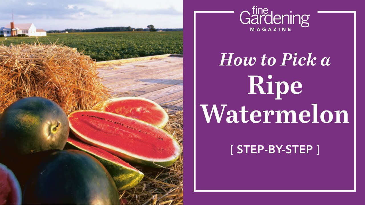 How to Pick a Ripe Watermelon