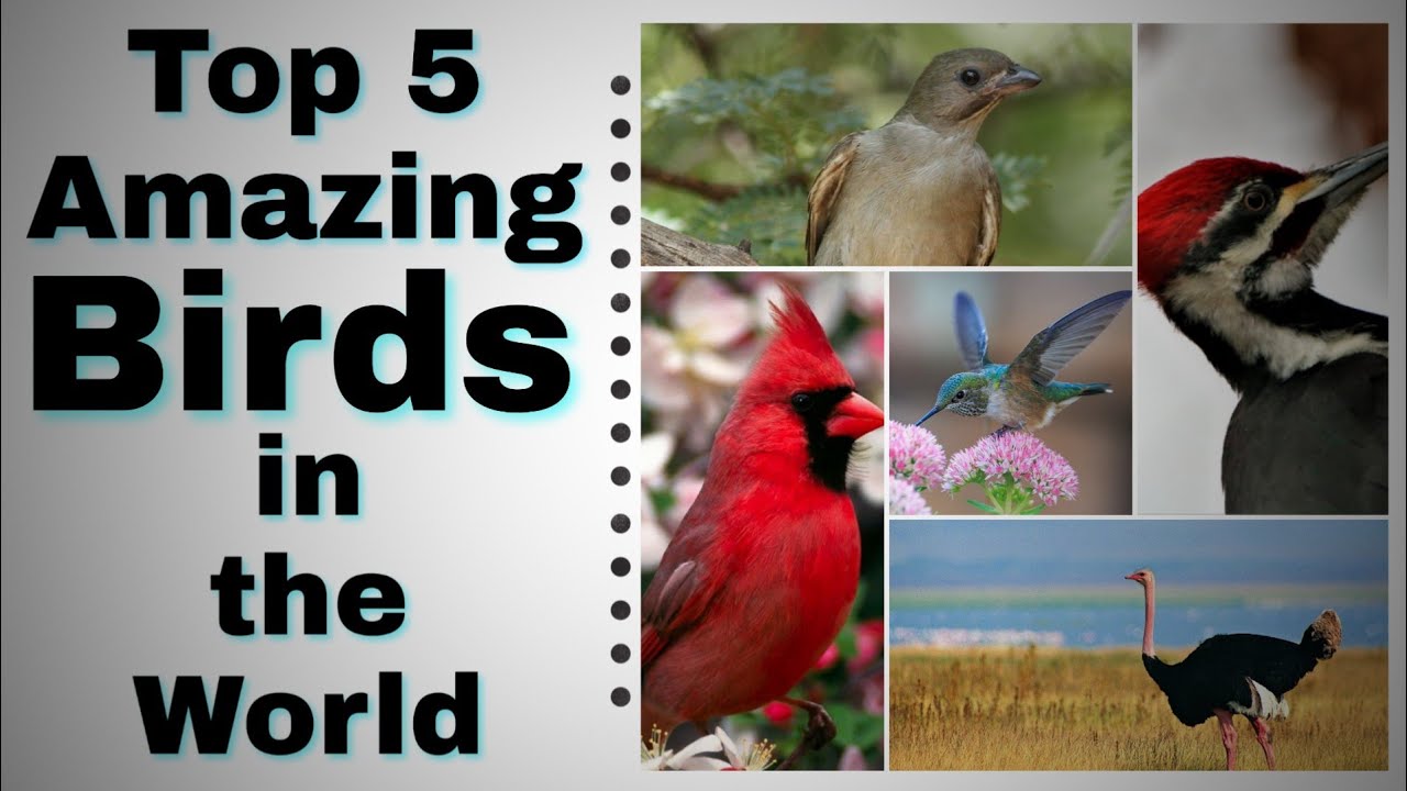WORLD'S TOP 5 AMAZING BIRDS | Interesting Facts about the bird | THE GLOBAL FACTS
