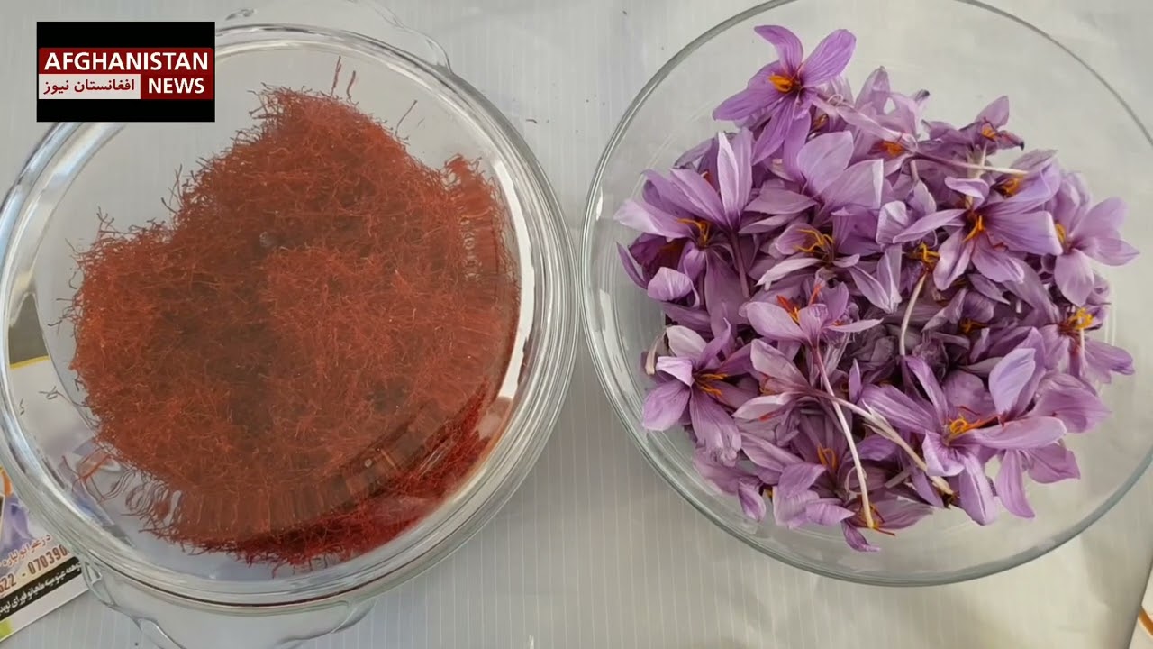 افزایش تولید زعفران در ولایت کندهار: Increase in saffron production in Kandahar province