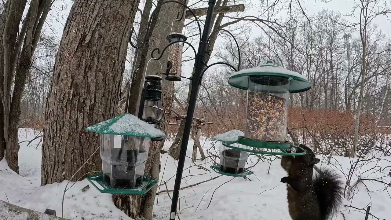 CATS WILL LOVE THIS!!!