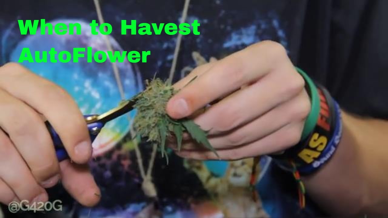 When to Havest NYC diesel autoflower - Crop King Seeds Canada California Marijuana Havest. How to