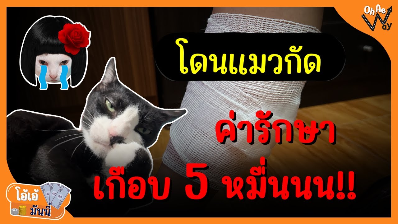 โดนแมวกัด ต้องผ่าตัด ค่ารักษาเกือบ 5 หมื่นนน!!! | โอ้เอ้มันนี่