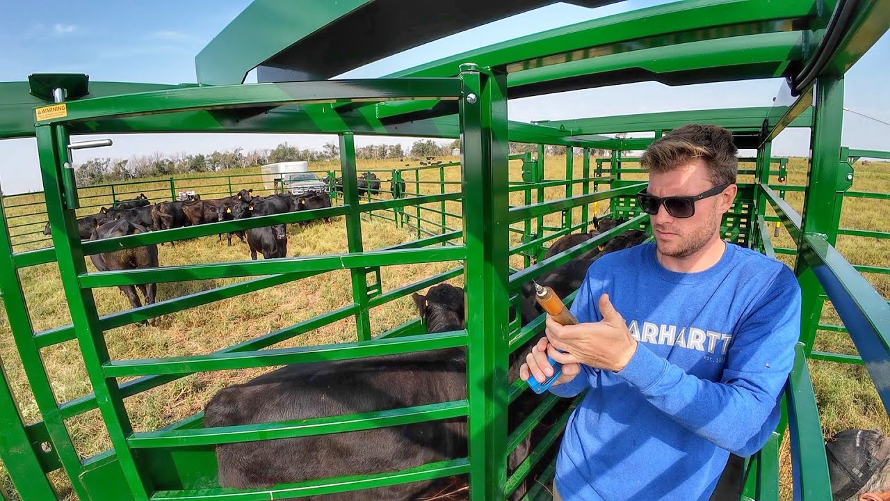 Working these Beautiful Angus