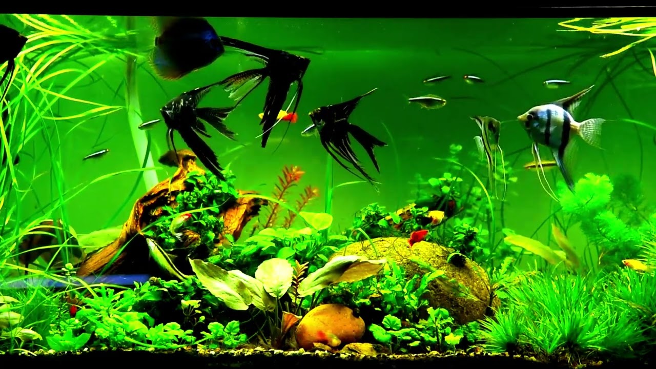 3D Fish Aquarium Lively Wallpaper/Screensaver