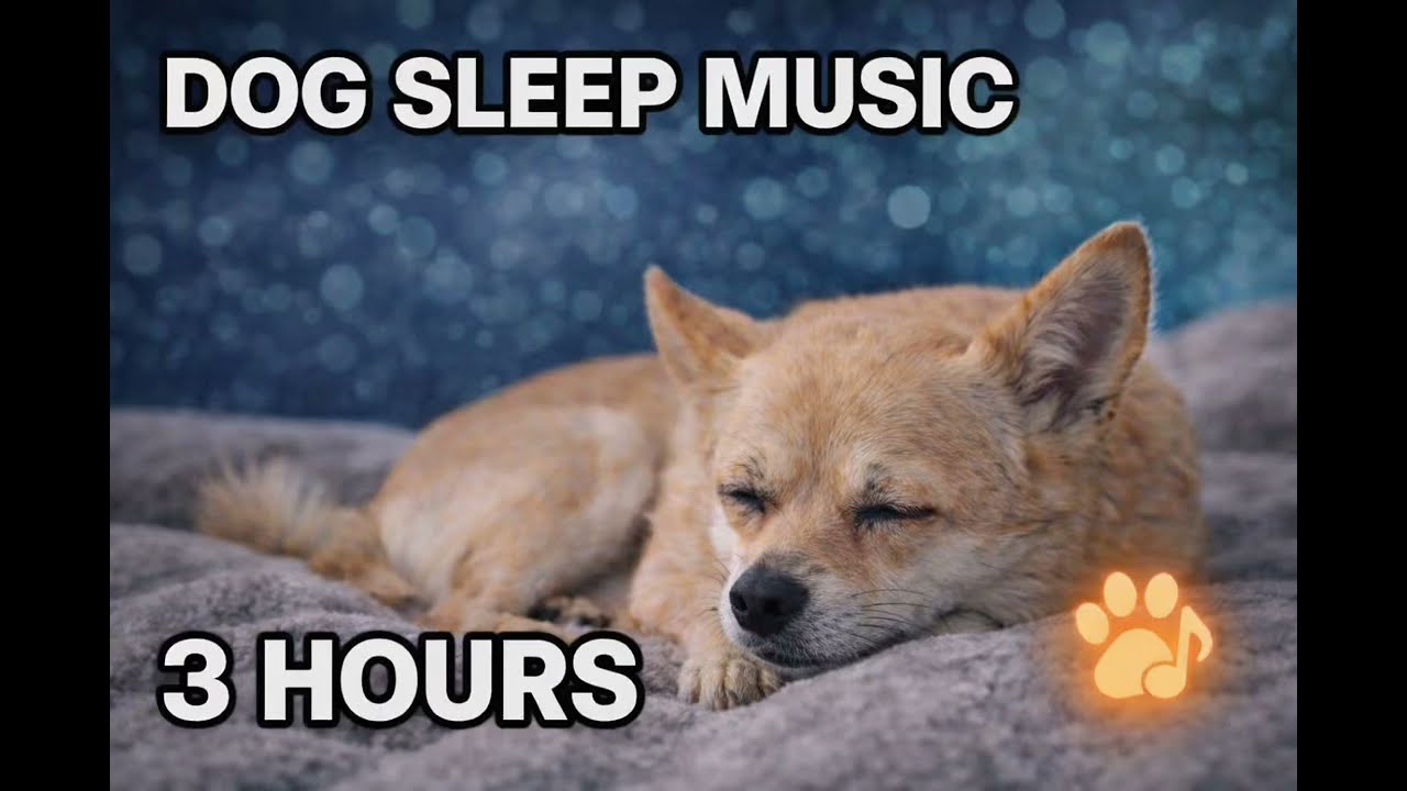 Gentle Music for Dogs 💤 Calm Anxiety & Help Your Dog Sleep Peacefully (3 Hours)