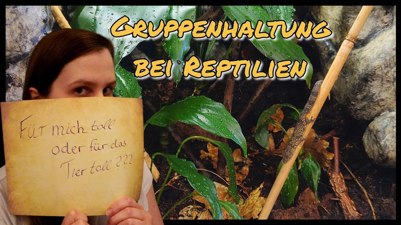 Gruppenhaltung bei Reptilien - Eine gute Idee?