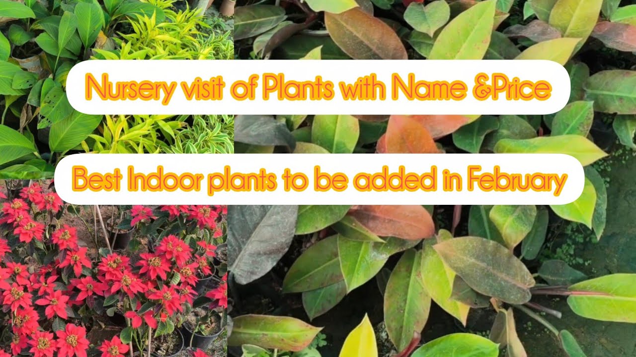 February mey laganey waley Indoor&Outdoor plants/NurseryVisit ofPlants with Name&Price with CareTips
