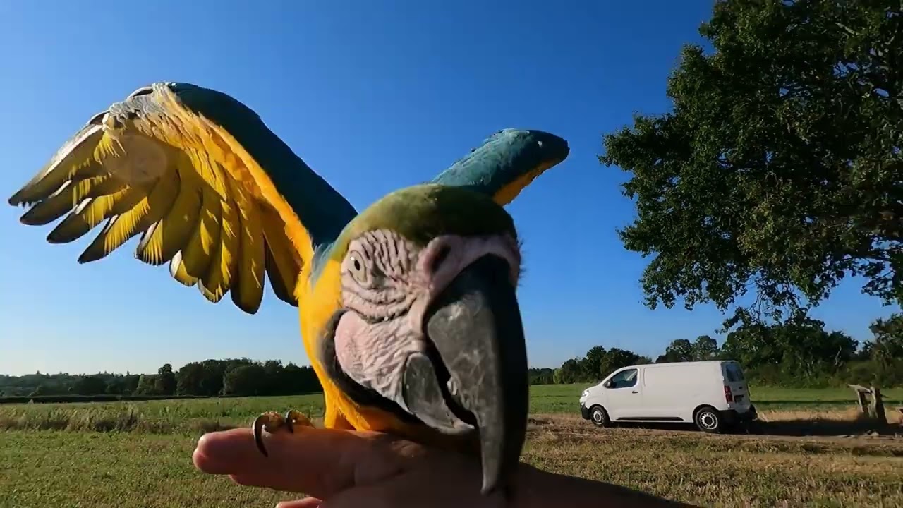 perroquet en liberté