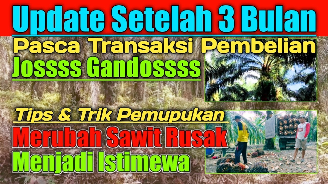 Update Kebun Kelapa Sawit Rusak 3 Bulan Pasca Transaksi Pembelian