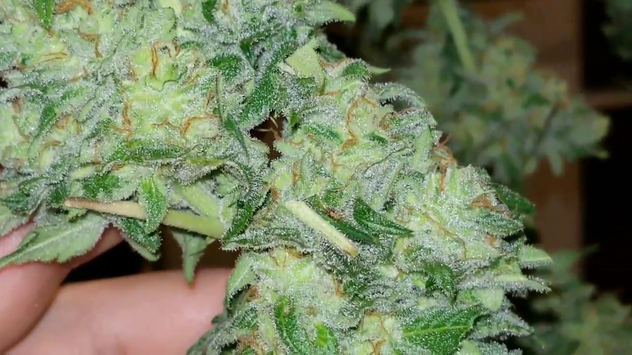 Day 63 harvest of auto Colorado Cookies by Dutch Passion
