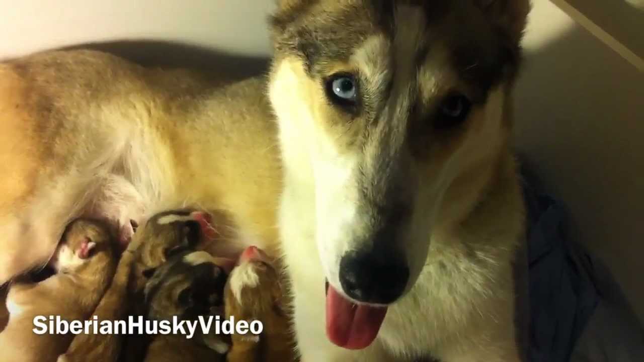 Siberian Husky Puppy Birth