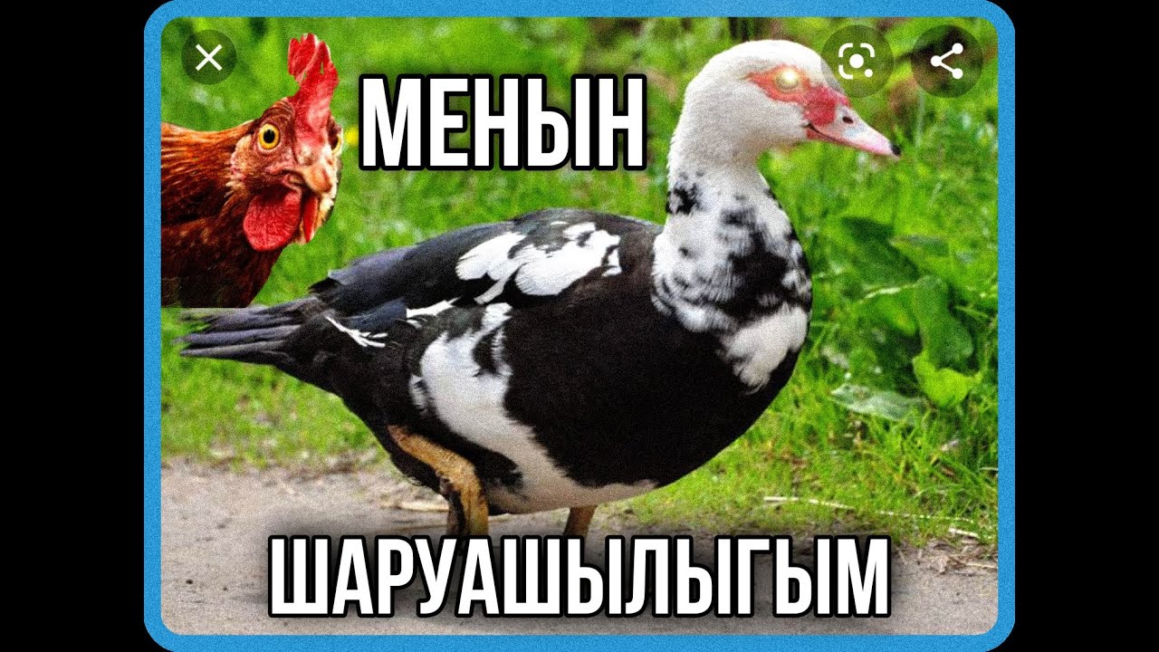 МЕНЫН КОРАМДАГЫ БАРЛЫК КУСТАР НЕШЕУ? ТАУЫК,КАЗ, УИРЕК ,КОЯН)