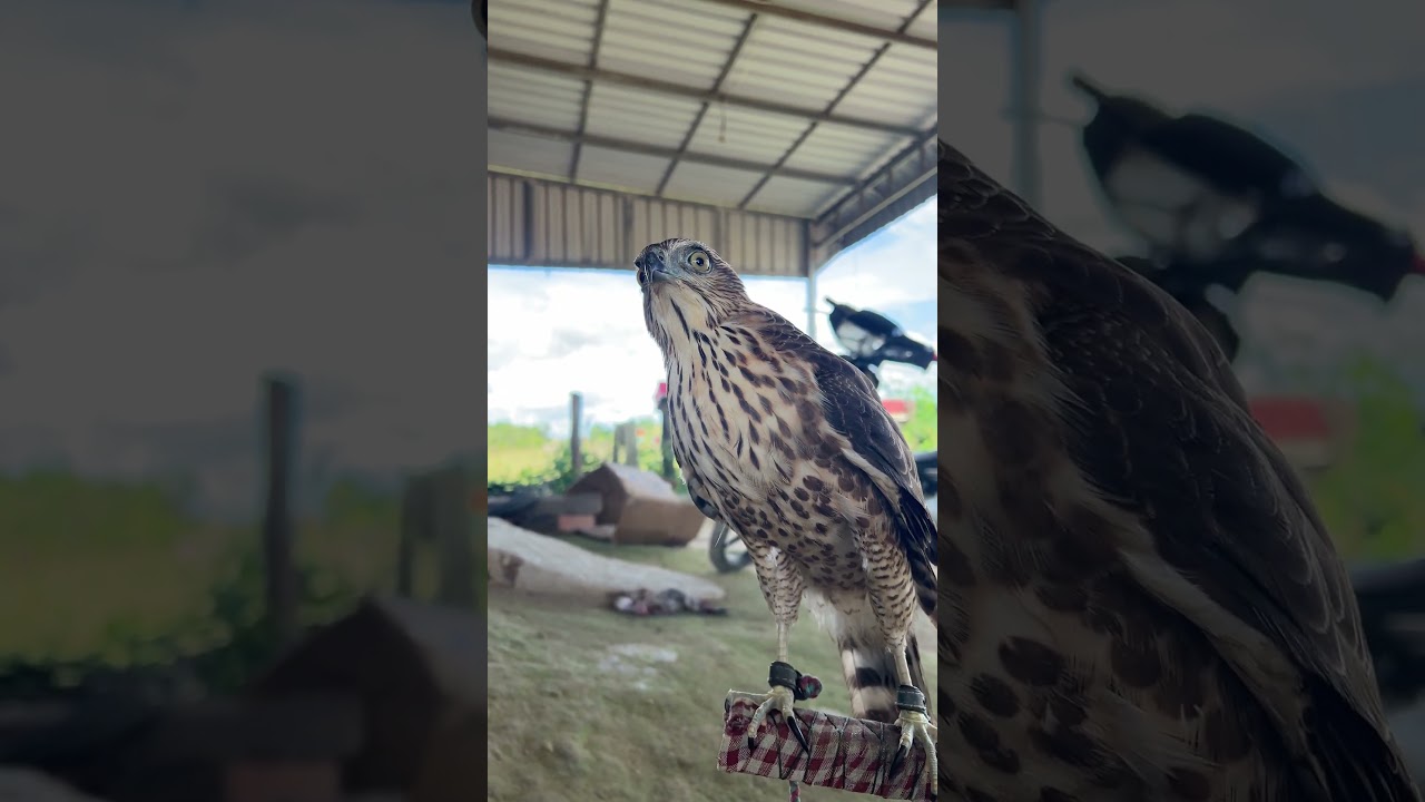 Do you know this animal?😱 #shorts #hawk #birds #eagle #animals #wildlife