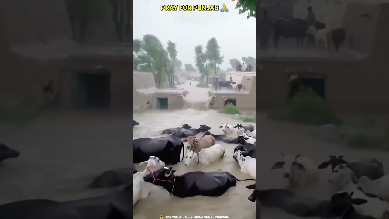 Punjab💔😭#trending #indian #viral #shorts #punjabisong #punjabnews #punjab #flood #bijnor_Vlogs