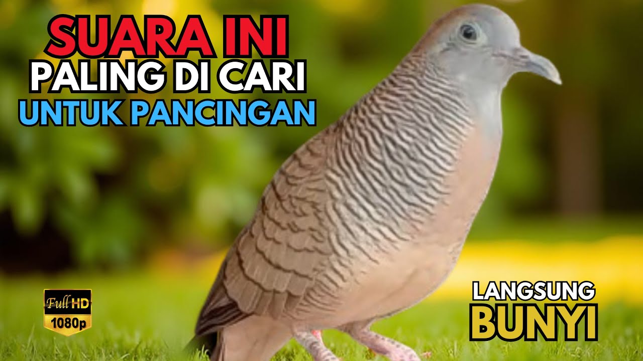 Perkutut Lokal Gacor RAJA PIKAT Ahlinya Bikin Semua Burung Perkutut Gacor Nyaut Bunyi Bersahutan L33