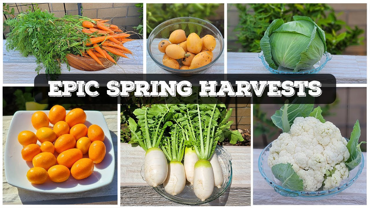 EPIC Spring Garden Harvests, Gardening Tips & Garden April Tour!