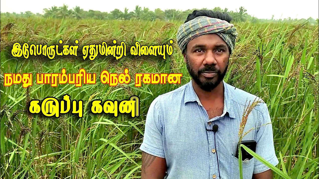 இடுபொருட்கள் ஏதுமின்றி விளையும் நமது பாரம்பரிய நெல்  கருப்பு கவுனி||Karuppu Kavuni Nel ||Er Kalappai
