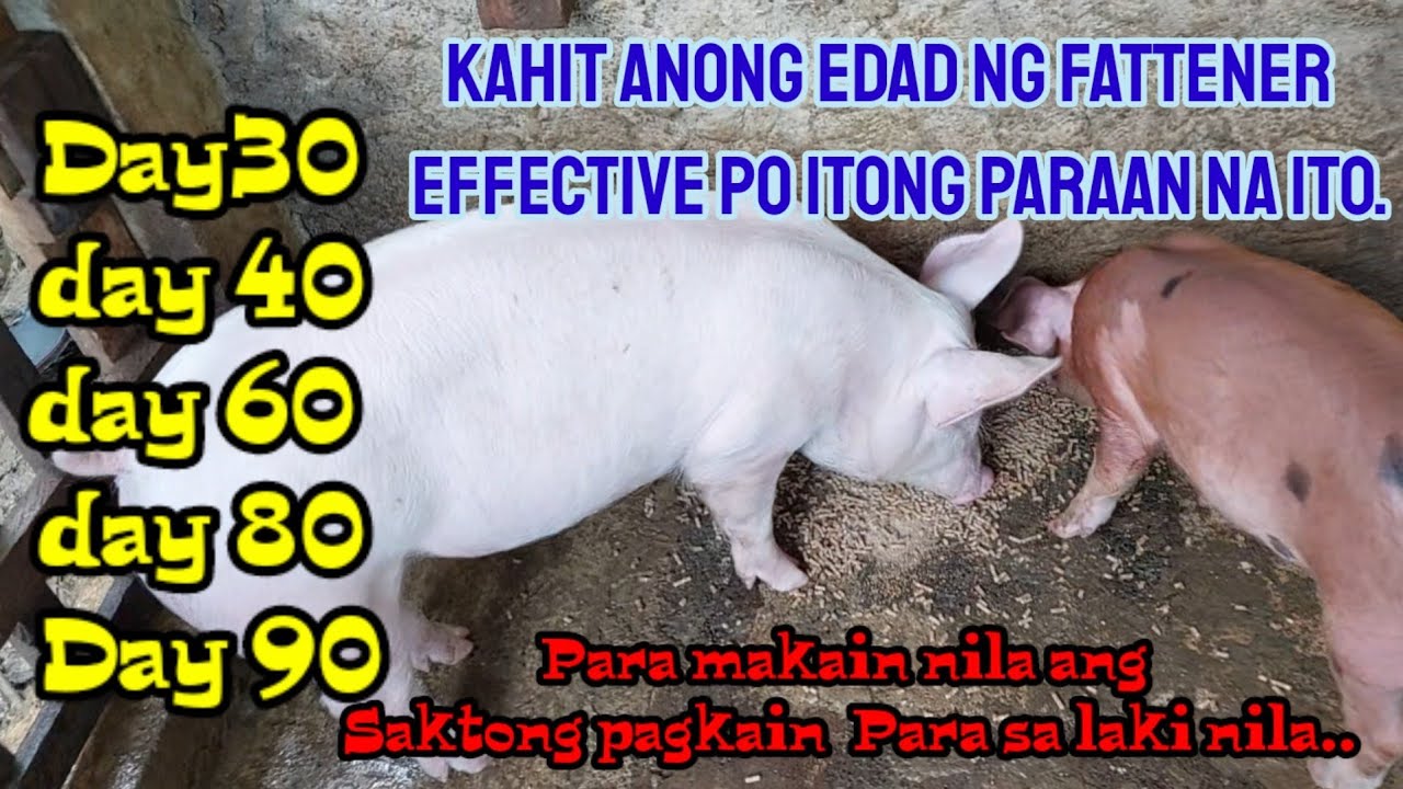 Paraan Ko Para Nasukat ang Dami ng Kain ng Baboy. @baboy