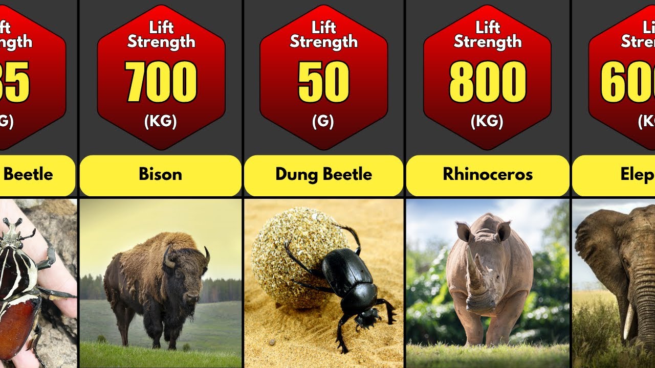 Comparison: Animal Strength | Strongest Animal in the World
