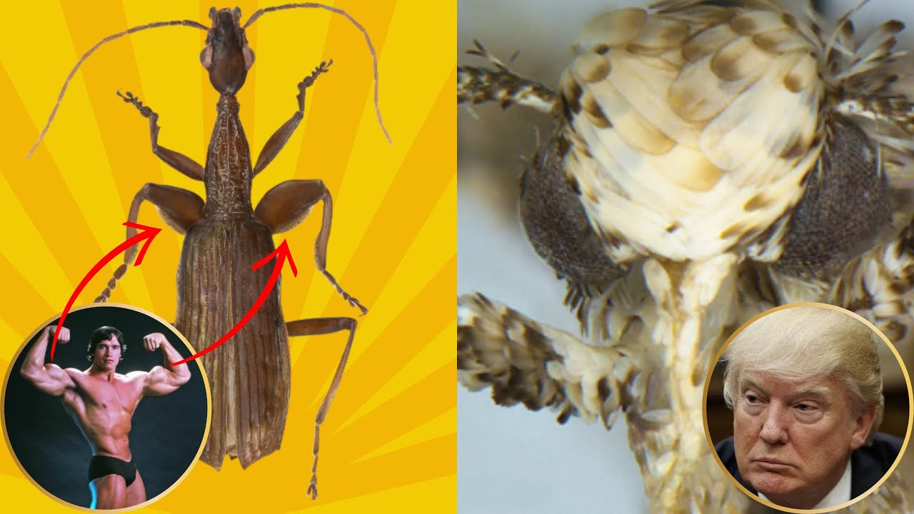 20 Amazing Animals Named After Famous People