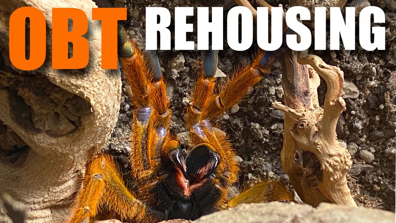 Pterinochilus murinus OBT получает новый красивый вольер, вдохновленный природой