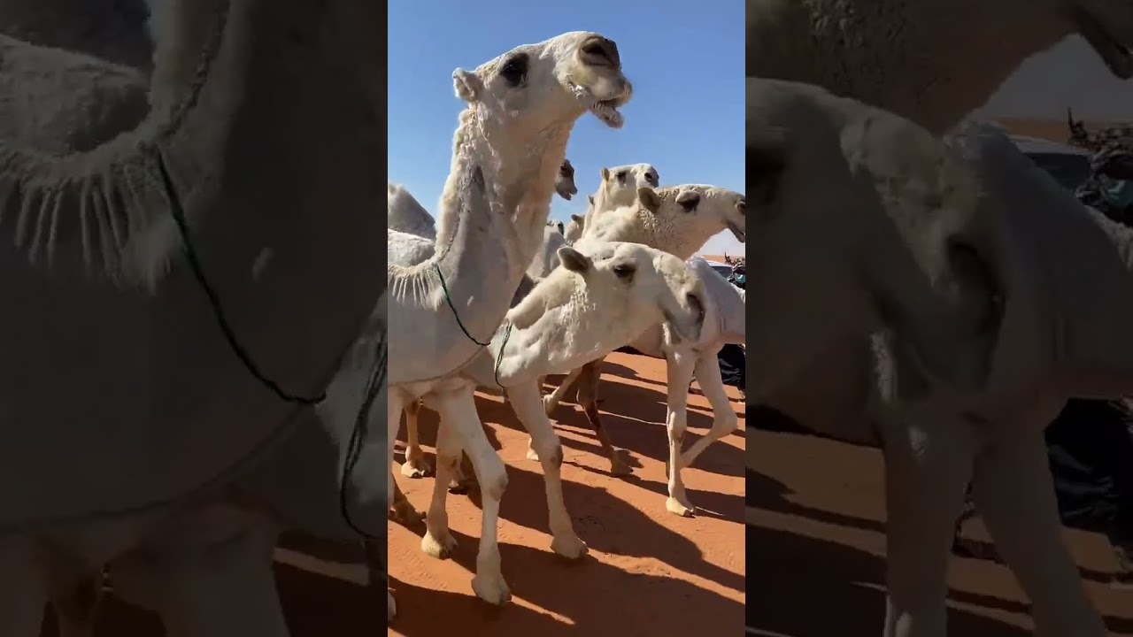 مضيمات منقية عمير بن فهد القحطاني